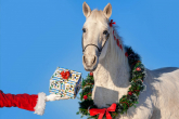 Top 15 Weihnachtsgeschenke für einen Reiter