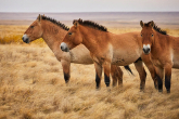 Przewalski’s horse – wild primitive horse