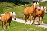 Haflinger Horses - sturdy, alpine ponies