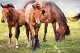 Koń huculski - polskie konie z gór