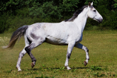 Koń wielkopolski - do sportu i rekreacji