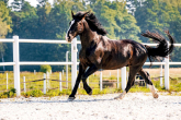 Koń śląski - siła i gracja w jednym ciele