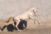 Koń achał-tekiński - złoty koń z niebios