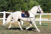 HORSE WITH ALBINISM OR ALBINO? – KNOW THE DIFFERENCE