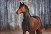 Koń holsztyński - rasa stworzona do skoków przez przeszkody
