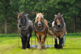 Konie belgijskie - najcięższe konie na świecie