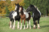 GYPSY VANNER – DRAUGHT HORSES OR PONIES? 