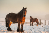 ARDENNAIS – NOT AN ORDINARY DRAFT HORSE