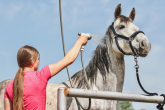 Kąpanie konia – zasady, porady i mity o końskich szamponach