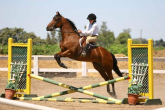 Show jumping - what to do with a horse who... part 4