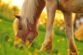 Poisonous plants - what might impair your horse's health, part 1