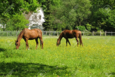 Poisonous plants – what might impair your horse's health, part 2